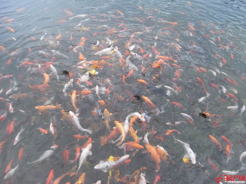 北大集门面房（华孚）租金低